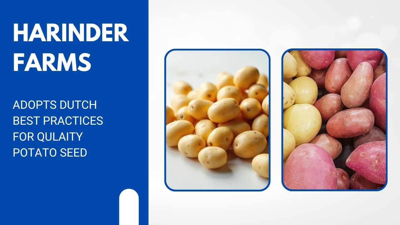 Harinder Farms Seed Potato Adopting Dutch Best Practices for Higher Yield