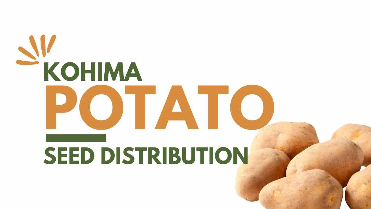 Kohima Potato Seed Distribution
